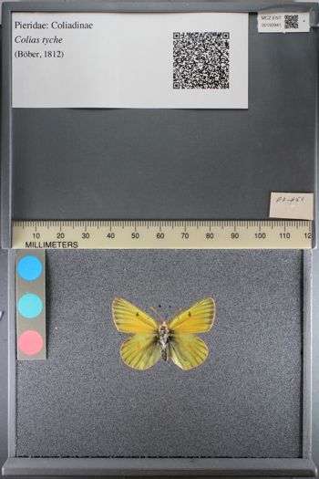 Media type: image;   Entomology 193941